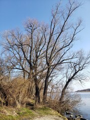 tree without leaves against the sky