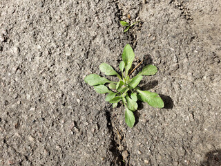 sprouts of green plants sprouted in an asphalt crack