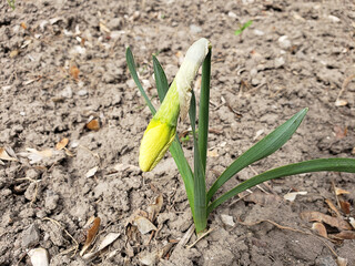 flower bud on the garden ground in spring