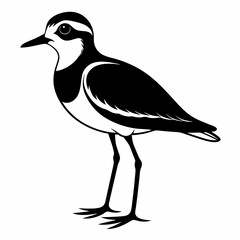 Fototapeta premium Plover black silhouette