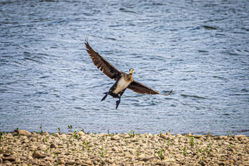 cormoran in flight