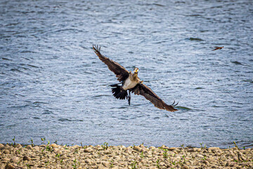 cormoran in flight