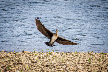 cormoran in flight