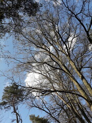 trees, blue sky and clouds at the Müggelsee Are in BErlin Treptow/Köpenick