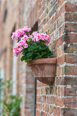 Fototapeta premium blühende Geranie in einem Blumentopf an einer Hauswand in der Altstadt von Brügge in Belgien