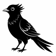 Cuckoo black silhouette