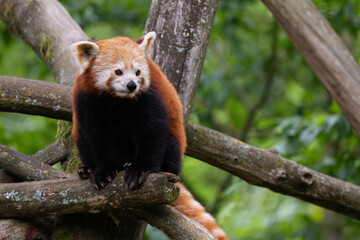Un panda rouc perché sur des branches sèches