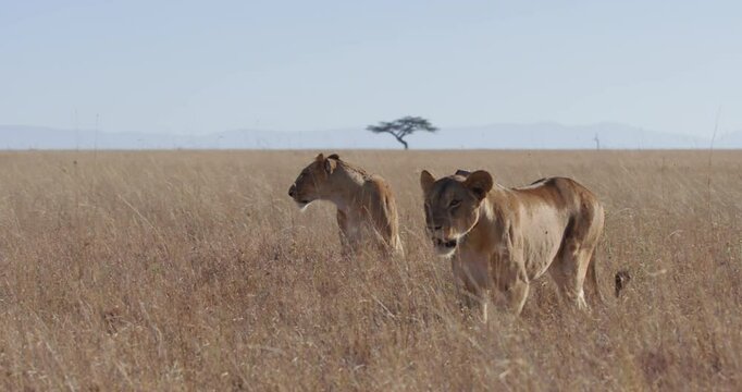 extreme wide shot of a collared lioness (Panthera Leo) walking while another lioness licks it self in the savanna during morning in kenya