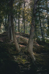 Forest Wildcat Mountain State Park Wisconsin