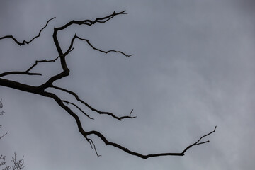 Crowns of old trees without leaves. Bare branches. Dark sky in the background.