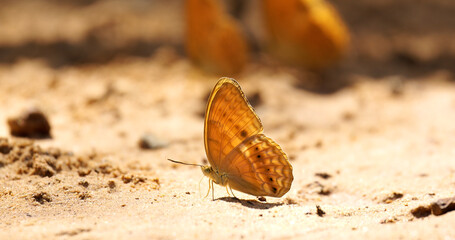 Beautiful brown butterfly sucking food or salt lick from floor at Pang Sida National Park, Sa Kaeo Province, Thailand.