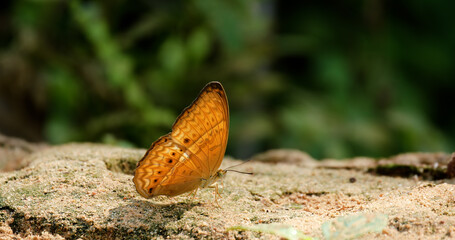 Beautiful brown butterfly sucking food or salt lick from floor at Pang Sida National Park, Sa Kaeo Province, Thailand.