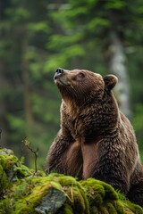 Obraz premium Brown bear looking up in a forest.