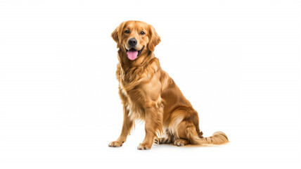 Cheerful Golden Retriever Sitting Happily on White Background