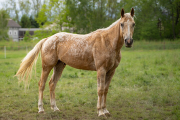 Fototapeta premium Pferd auf Wiese