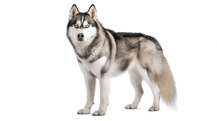 Poised Siberian Husky with Striking Blue Eyes on White Background