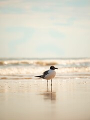 Fototapeta premium Seagull standing in the waves