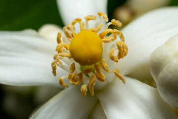 Macro of lemon flower pollen