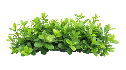 Obraz premium Lush green shrub isolated on white background, perfect for landscaping projects and botanical illustrations.