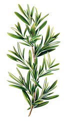 Obraz premium Fresh sprig of rosemary herb isolated on a white background, perfect for culinary use, aromatherapy, or natural health remedies.