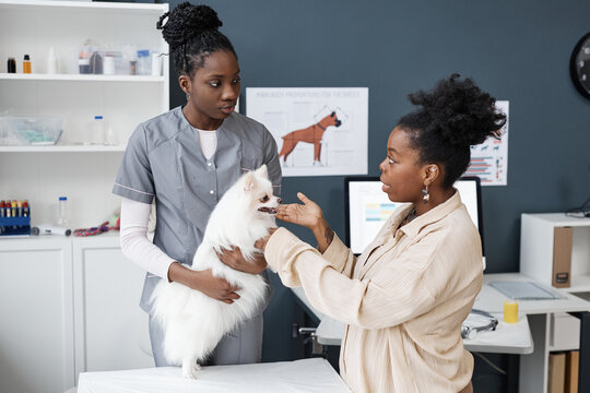 Shot of female African American veterinarian and Black woman dog owner telling about her pets symptoms right before routine physical examination in vet clinic