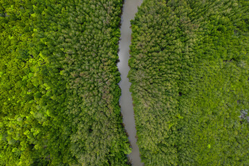 Aerial view of green mangroves or tropical forest in Thailand.