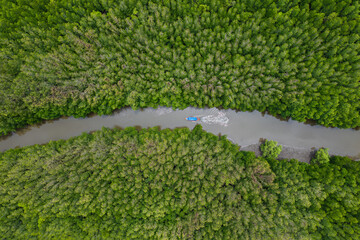 Aerial view of green mangroves or tropical forest in Thailand.