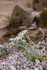 Closeup of an Edelweiss plant,  North Yorkshire England
