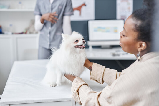 Shot of obedient white pomeranian dog after physical examination sitting on veterinary table and female owner of African American ethnicity holding puppy in tender manner at doctors office, copy space