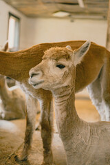 Obraz premium close up of an alpaca