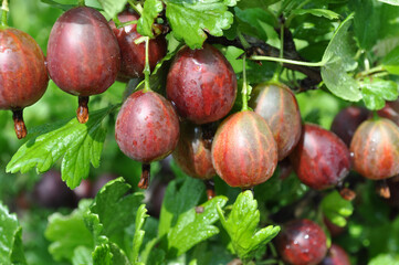 close-up of ripening organic gooseberries branch in the garden at summer day after the watering