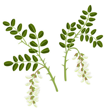 black locust, false acacia, vector drawing tree branch with flowers and green leaves isolated at white background, Robinia pseudoacacia, hand drawn illustration