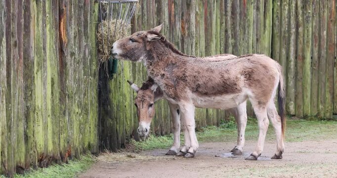 Persian onager (Equus hemionus onager) Feeding 4K Video