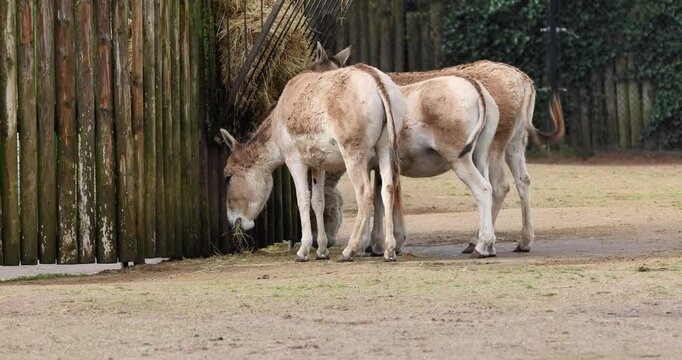 Persian onager (Equus hemionus onager) Feeding 4K Video