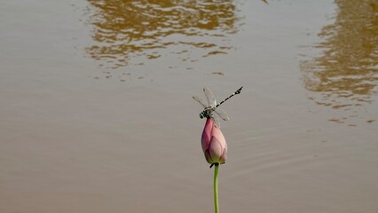 Lotusblumen und Seerosen