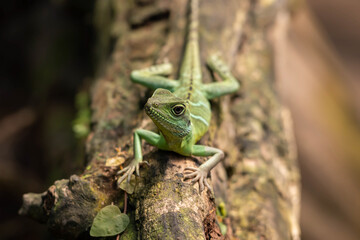 green lizard on a branch