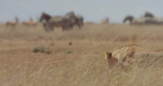 extreme wide pan shot of a lioness (Panthera Leo) stalking prey across the savannah during morning in kenya