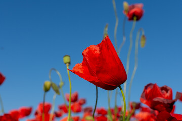 Obraz premium A picturesque scene of red flowers under a blue sky in a natural setting