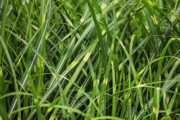 Strictus miscanthus sinensis, zebra grass in garden.
