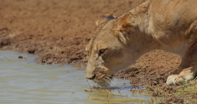 Close up of a lioness' (Panthera Leo) head slurping water on a hot morning in kenya