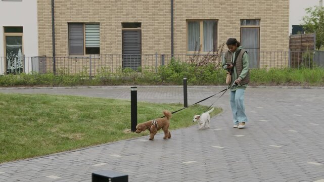 Slowmo full shot of African American female teen dog walker on morning walk in neighbourhood with two cute dogs