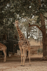 Explore a stunning array of images in our photo bank. From breathtaking landscapes to captivating portraits, find the perfect visuals for your creative projects and marketing campaigns