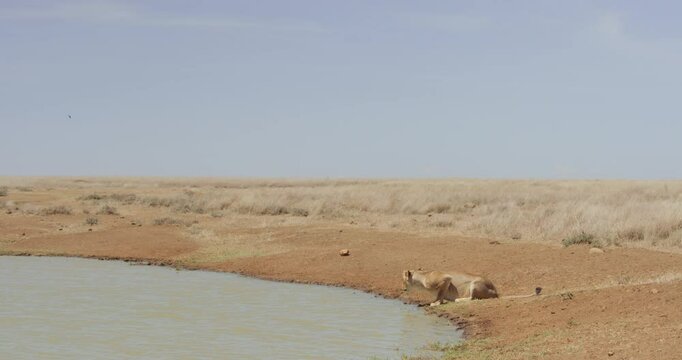 extreme wide shot of a lioness (Panthera Leo) drinking water from a dam in the grasslands during morning in kenya