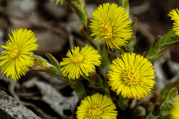 First spring flowers mother and stepmother close-up