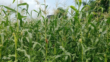 green grass in the morning