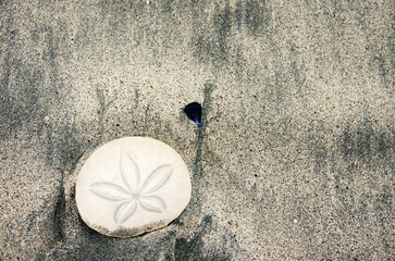 Sand dollar on sandy beach with tiny mussel shell.