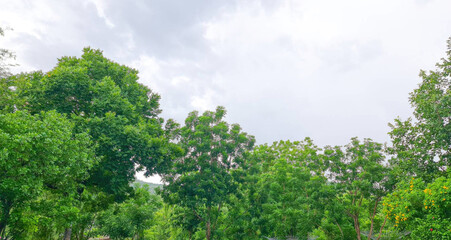 Lush Green Trees Under Cloudy Sky in a Serene Natural Landscape
