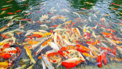 Colorful Koi Fish Swimming in a Pond with Clear Water and Vibrant Reflections