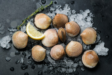 shells on a black background