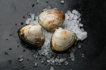 snail shell on black background
